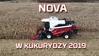 Zbiór kukurydzy na ziarno 2019 🌽 kombajn Nova 330 Rostselmash  WYDAJNOŚĆ  CZYSTOŚĆ Korbanek [upl. by Kralc248]