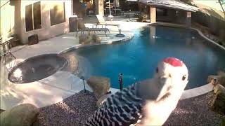 Woodpecker Frantically Pecks at Security Camera  9994181 [upl. by Jehoash]