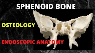 046 Sphenoid Bone anatomy endoscopicsurgery anatomy anatomylectures sphenoidsinus [upl. by Nannahs161]