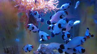 Clownfish Breeding Final Product [upl. by Ted]