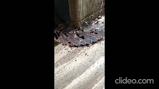 Pill Bugs RolliePollies working together to rotate a large leaf above the Harpeth River TN USA [upl. by Enovahs59]