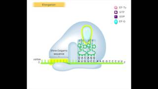 Translation Elongation [upl. by Eon508]