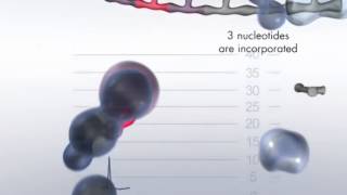 The Pyrosequencing Reaction Cascade System [upl. by Anstus]