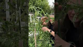 How to Stake and Prune Tomatoes garden canadiangardening gardeningplants [upl. by Adiaz]