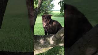 Tortoiseshell barn cat in her favorite tree  tortoiseshellcat barncat farmcat [upl. by Betthezel]