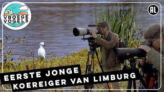 Koereiger broedt voor het eerst in Limburg  TV  Vroege Vogels [upl. by Yanad]