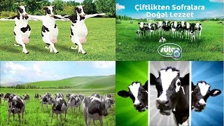 Sütaş Dans Eden İnekler Reklamları Uzun Versiyon  Sütaş Şarkıları [upl. by Hiltner]