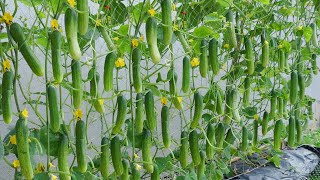 Do you want to know tips for growing highyielding cucumbers at homeCucumber growing skills [upl. by Odnanref66]