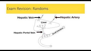 Leaving Cert RevisionRandom ElementsBiology BugbearsImportant for 2024 [upl. by Ahsilat406]