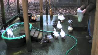 feeding mallards amp pet call ducks [upl. by Nalo]