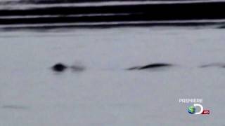 2009 Cadborosaurus Video filmed by Kelly Nash  Enhanced and Stabilized [upl. by Ntsud]