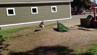 Peacock fighting a turkey [upl. by Stormi]