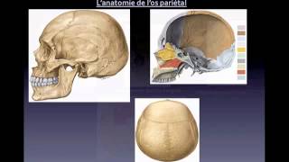 Bases anatomiques des prélèvements osseux en vue dimplantologie [upl. by Soisanahta]