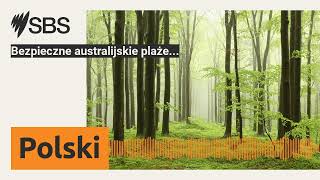 Bezpieczne australijskie plaże  SBS Polish  SBS po polsku [upl. by Llednar]