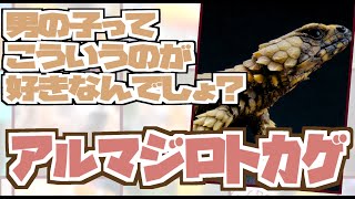 ひとくち動物図鑑44 アルマジロトカゲ VOICEROID解説 [upl. by North483]