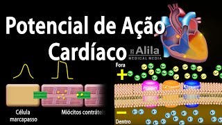 Potencial de Ação Cardíaco Animação Alila Medical Media Português [upl. by Cadmann722]