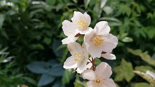 Most fragrant plants of my British garden Philadelphus the Mock Orange care and cultivation in UK [upl. by Wawro]