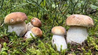 Funghi porcini in alta montagna [upl. by Unders850]