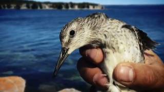 El Playero Rojizo Calidris canutus rufa [upl. by Apicella]