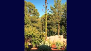 Century Plant Time Lapse Photography [upl. by Hayouqes908]