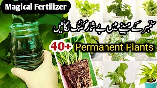 How To Grow Plants From Cutting In Septembergrow plants by cutting in sepOctallseasongardening56 [upl. by Correy]