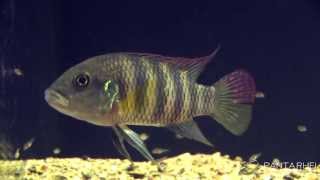 Benitochromis batesii [upl. by Niliak]