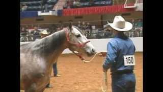 Inaugural Versatility Ranch Horse competition [upl. by Rodriguez6]