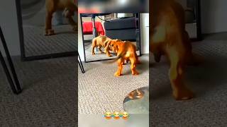 Dogs Doing Their Goofy Dog Things 😂😂😂 part 4 funny dog dogfail [upl. by Anohsal]