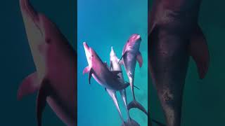 Dolphins mating Rare to watch [upl. by Elayor]