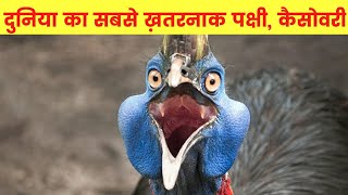 दुनिया का सबसे ख़तरनाक पक्षी  कैसोवरी  Cassowary Facts In Hindi [upl. by Forta]