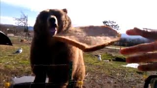 Kodiak Bear Playing Catch with Bread [upl. by Obellia513]