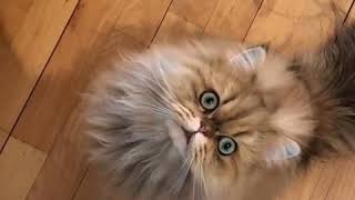 Linc the Persian cat meowing [upl. by Cotsen414]