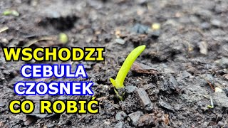 WSCHODZI Czosnek i Cebula  Czy Padną Co robić czy przykrywać Czosnek i Cebulę Będą Gorsze Plony [upl. by Naivat274]