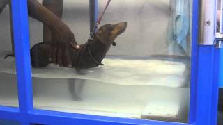 Gait training to teach a paralysed dog to walk again in an underwater treadmill [upl. by Wie588]