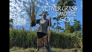 How to dig up Vetiver Grass [upl. by Buffy]