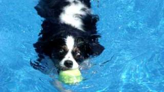 Cavalier King Charles SpanielWater Dog [upl. by Anyrtak]