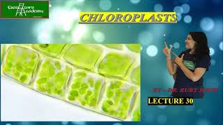 Chloroplast Lecture30 Cell Biology TAT pathway [upl. by Georgia657]