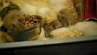 Russian Dwarf Hamster Babies and Mom [upl. by Ynnal]