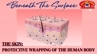 The Skin  Protective wrapping of Human Body [upl. by Son]