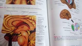 3rd VENTRICLE of brain complete explanation [upl. by Circosta]