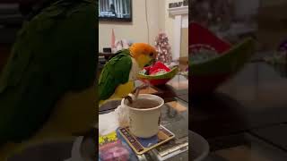 Funniest Parrot Punches and Wacky Actions Ever birds [upl. by Wachter]