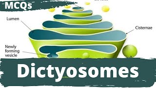 Dictyosomes  Dictyosomes MCQs  Dictyosomes Questions and Answers  Cell Biology MCQs [upl. by Eentirb]