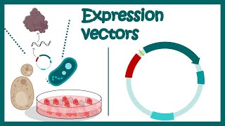 Expression vectors  What is in an expression vector  applications of expression vectors [upl. by Adyela]