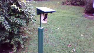 Feeding mealworms to nestlings  07302009 [upl. by Misaq]