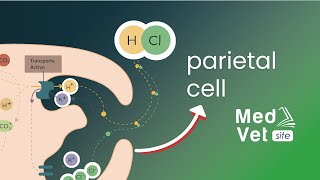 HCL Secretion ANIMATION Quick version [upl. by Ahsieym]