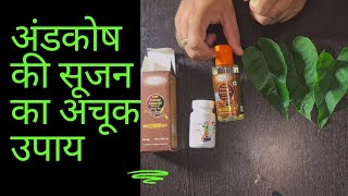 अंडकोष में सूजन और दर्द का अचूक उपाय  scrotal sweeling and pain Treatment [upl. by Ehcsrop]