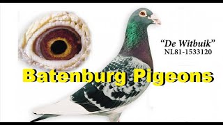 Batenburg Van de Merwe Pigeons [upl. by Nedrob]