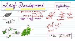 Leaf development and phyllotaxy csir net Leaf origin amp development bsc 2nd  phyllotaxy bsc botany [upl. by Dihahs267]