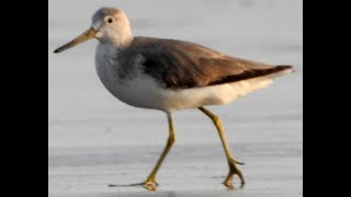 First photo record for India Nordmanns Greenshank [upl. by Mazlack]