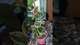 houseplants houseplant indoorplant indoorplants plant plants hoyaplants hoyaplant grow [upl. by Netty]